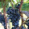 привить виноград