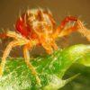 Эпидемия паутинного клеща в саду: что необходимо знать
