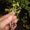 Выращивание микрозелени льна на подоконнике