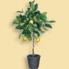 вырастить лимонное дерево
